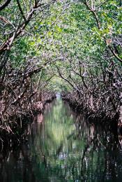 Mangroves