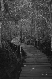 Through the mangrove swamp