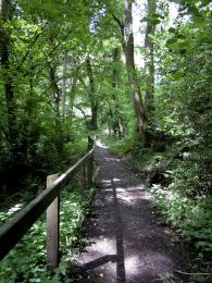 Woodland path Picture