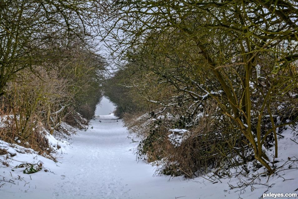 Snowy Path