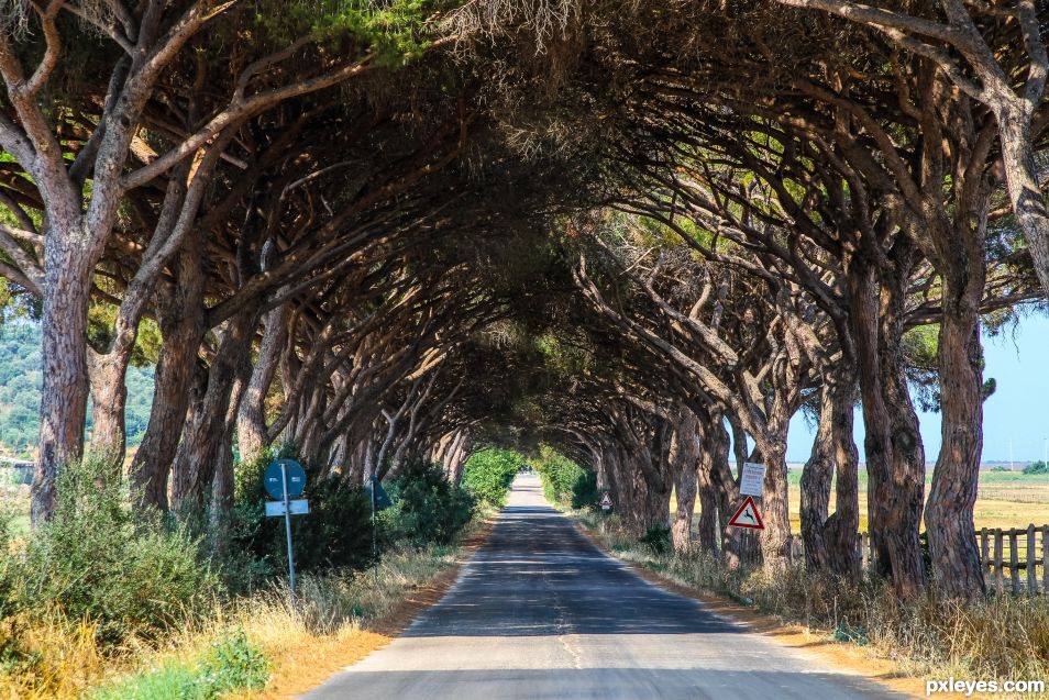 Maremma