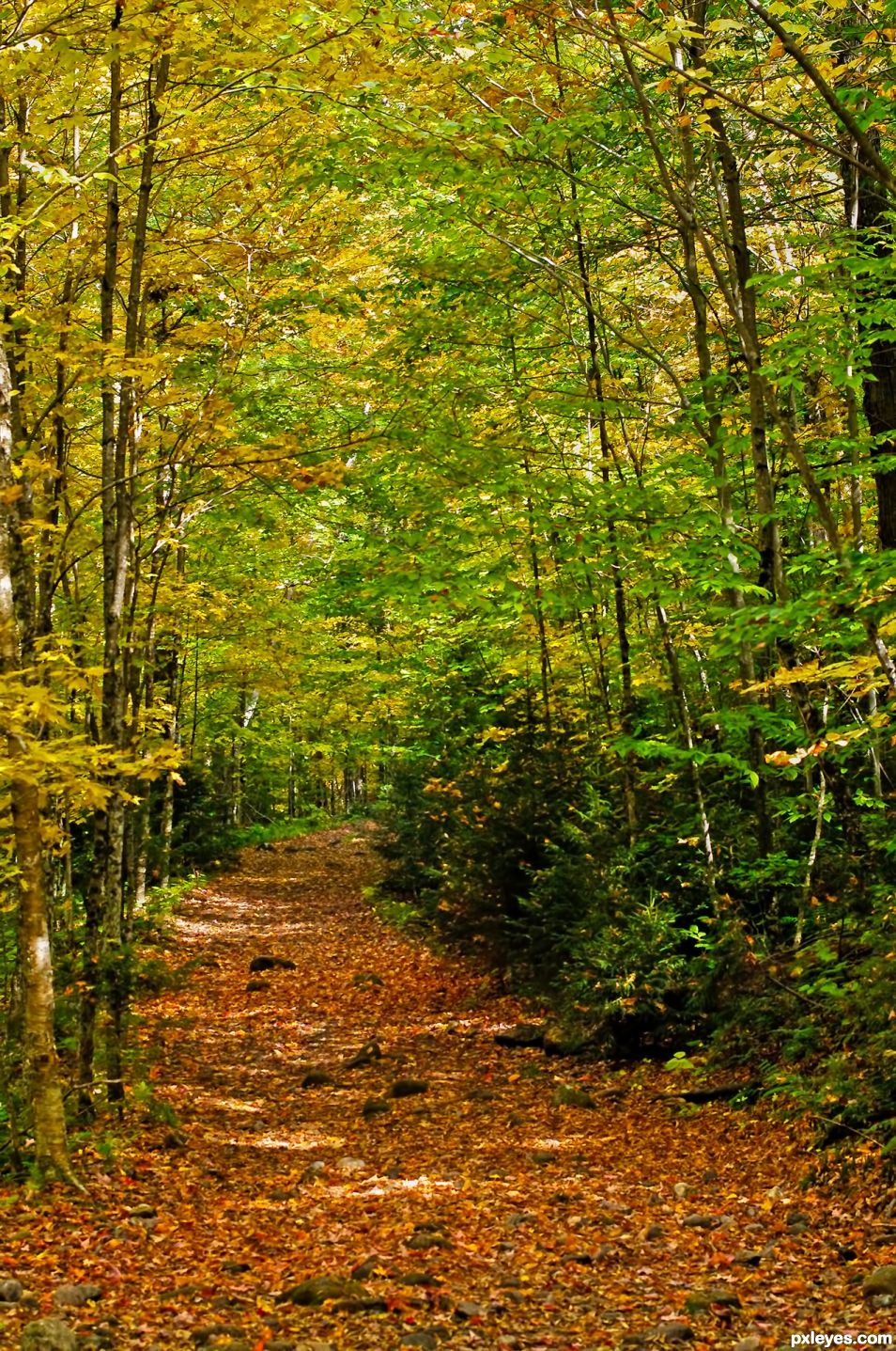 Peaceful Path