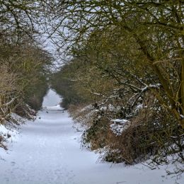 SnowyPath