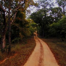 Empty Path Picture