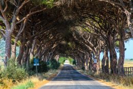 Maremma