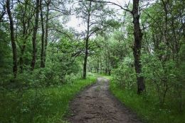 Letea forest