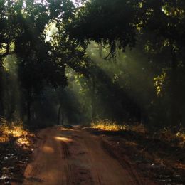 Empty Path Picture