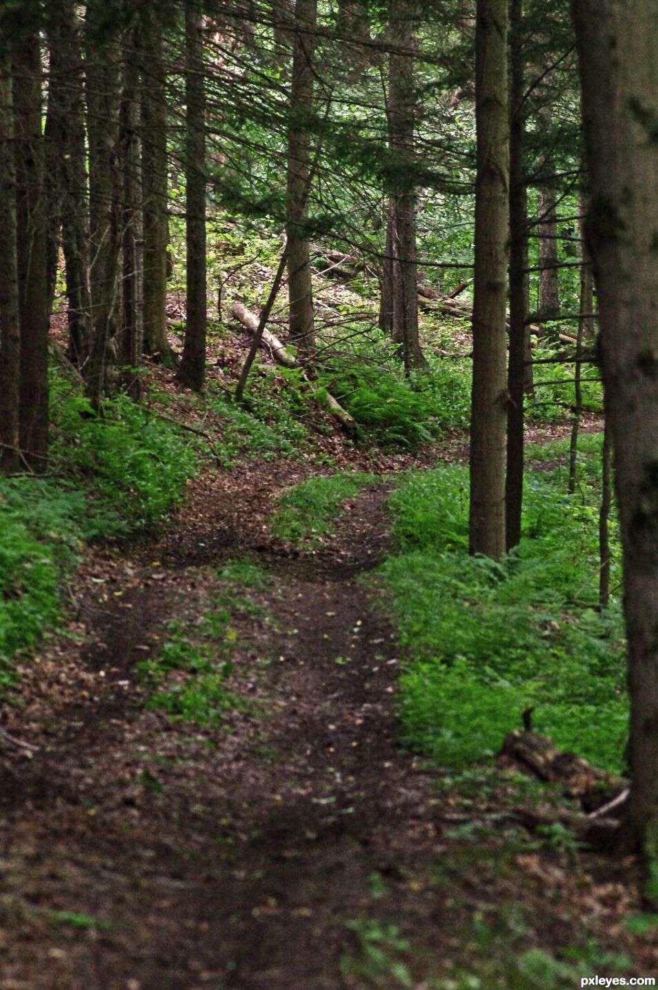 Forest Path