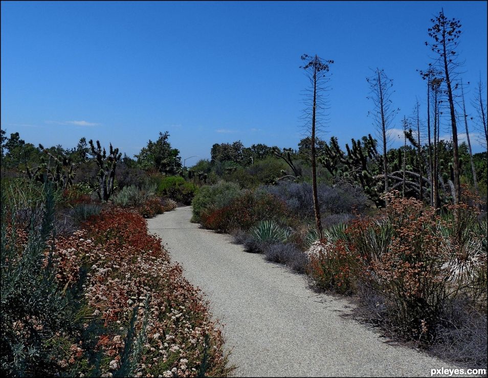 CaliDesert Path