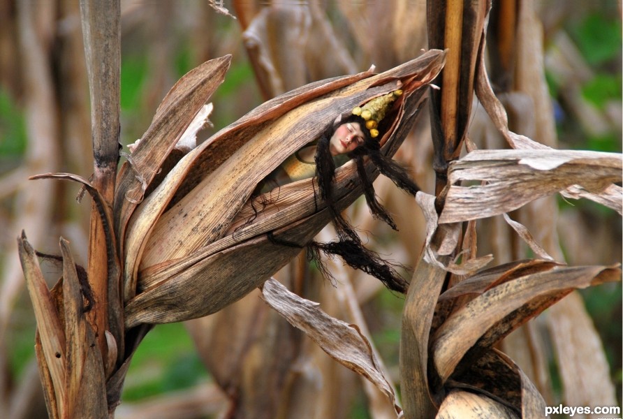 The Corn Queen 