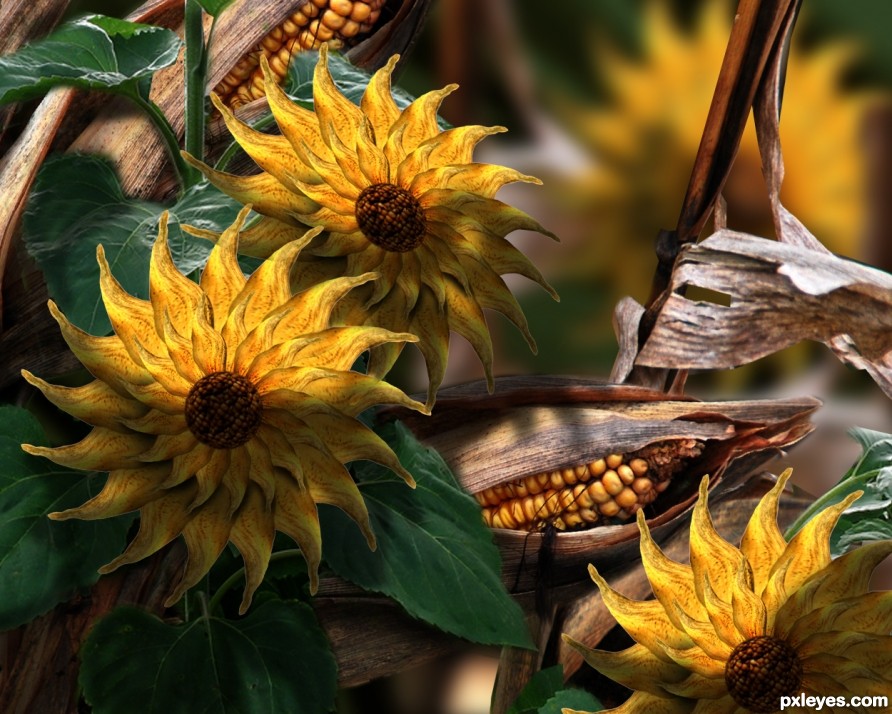 Sunflowers