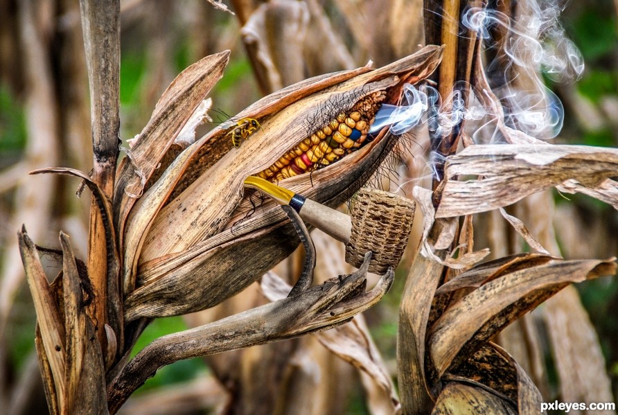 Smoked Corn