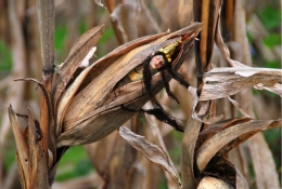 The Corn Queen 