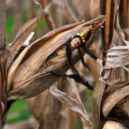 The Corn Queen  Picture