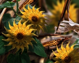 Sunflowers