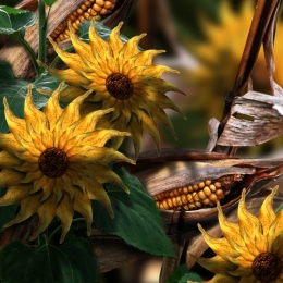 Sunflowers