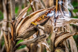 Smoked Corn