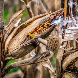 SmokedCorn