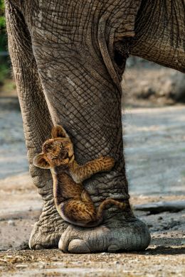 A Pachyderm Babysitting Infant Leo