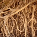 entangled roots source image