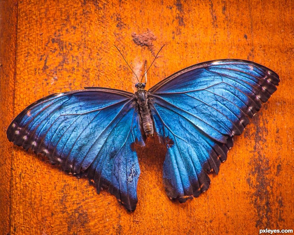 Blue Morpho