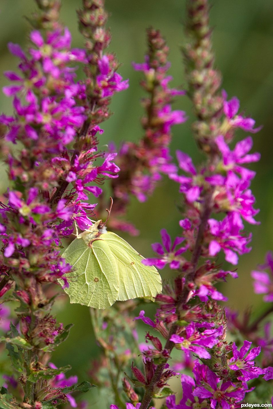 Green on purple