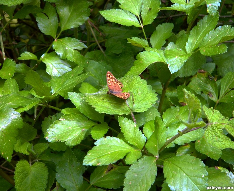 Colourful Butterfly on green leaves