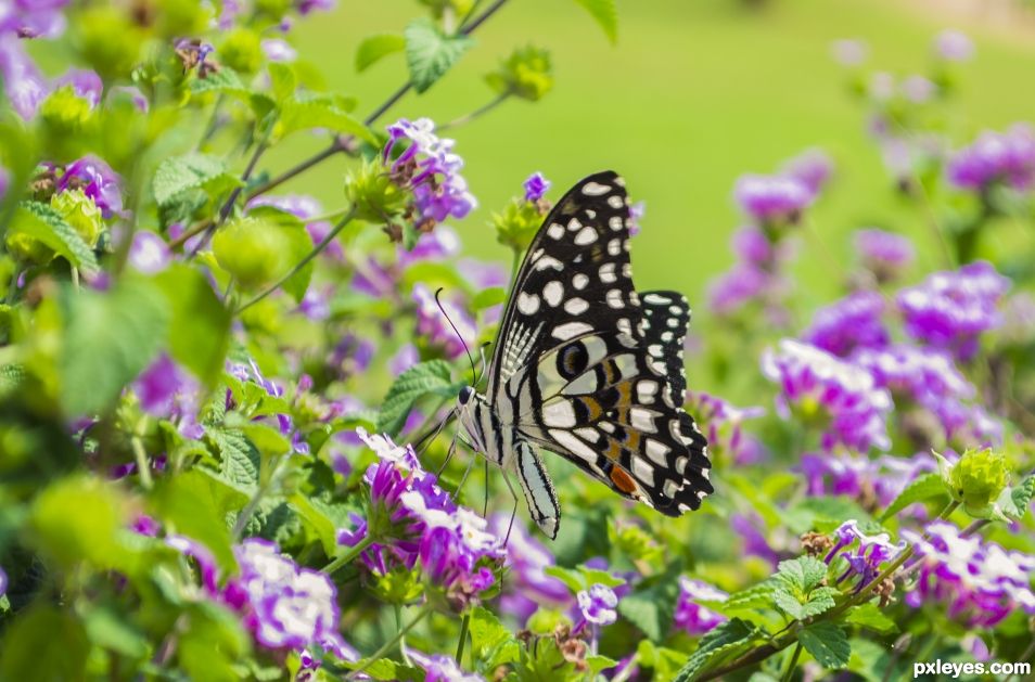 Butterflies are self propelled flowers.