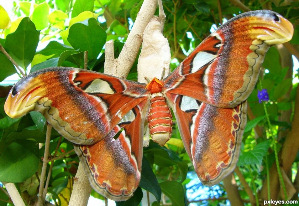 Atlas Moth