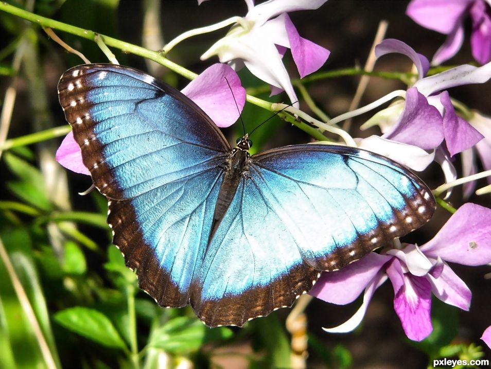 blue morpho