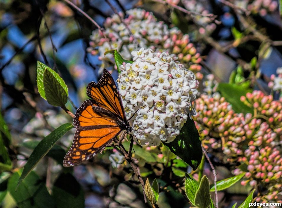 Monarch Butterfly