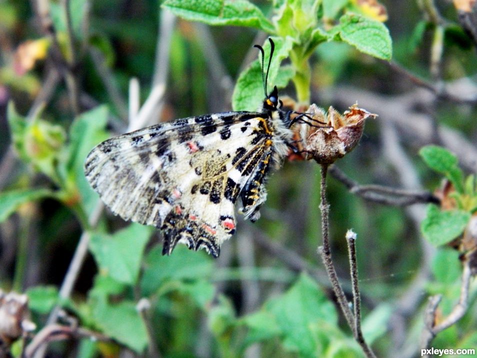 Butterfly on her last days