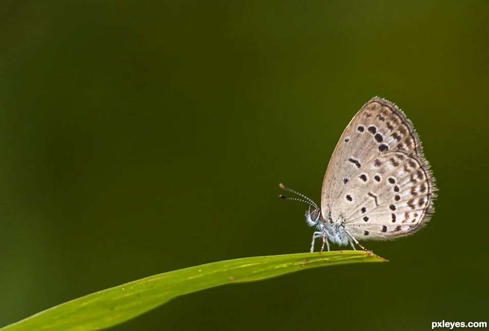 Tiny Grass Blue!