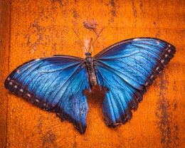 Blue Morpho