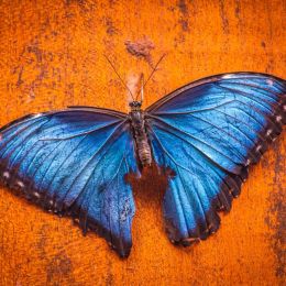 BlueMorpho