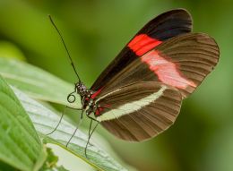 butterfly posing