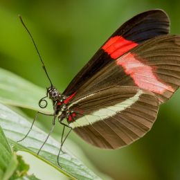 butterflyposing