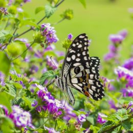 Butterfliesareselfpropelledflowers