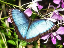 blue morpho