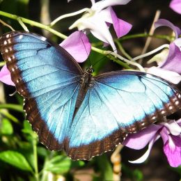 bluemorpho