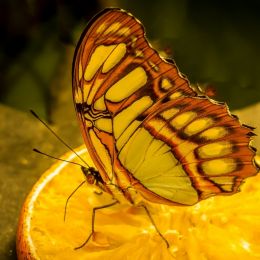 colorfulbutterflyeatinganorange