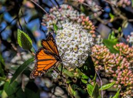 Monarch Butterfly