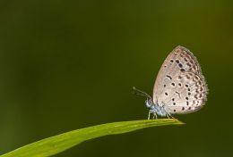 Tiny Grass Blue!