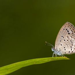 Tiny Grass Blue! Picture