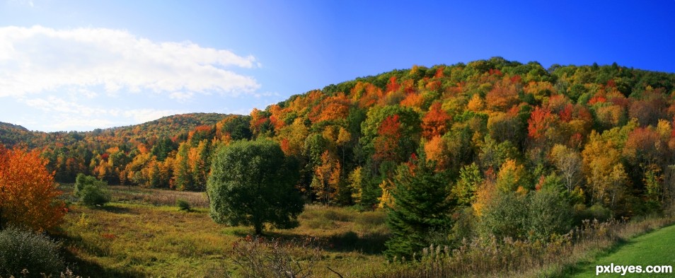 Nature Preserve Foliage