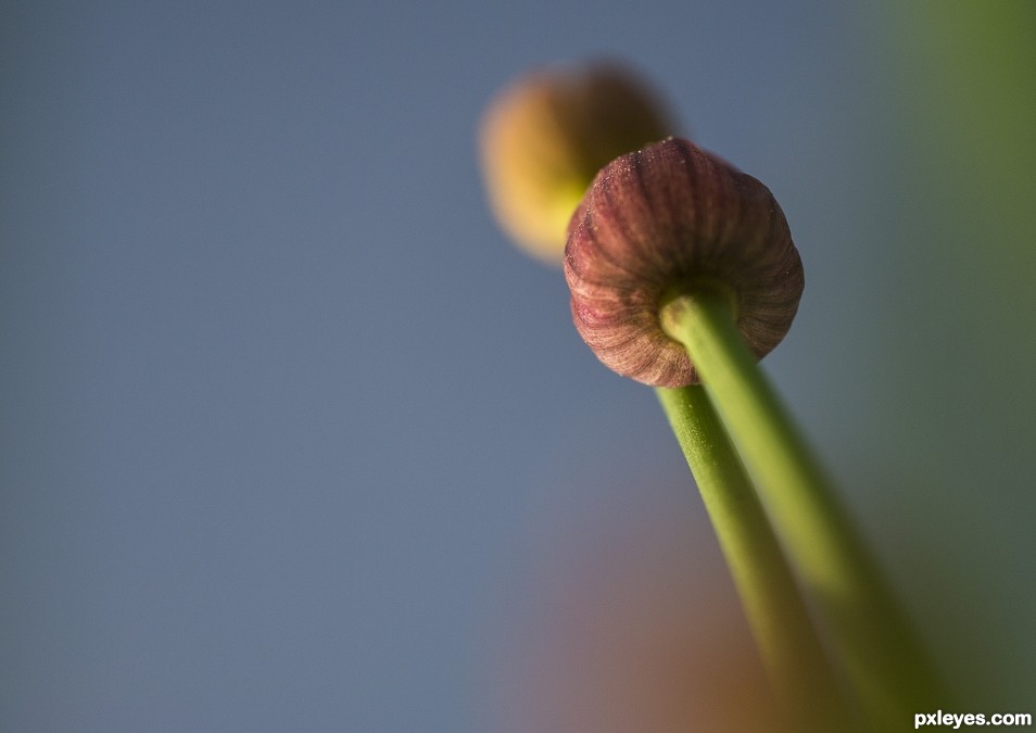 Growing in Springtime