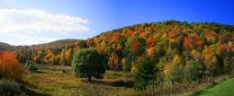 Nature Preserve Foliage