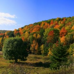 Nature Preserve Foliage Picture