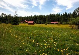 Springtime in the Country