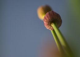 Growing in Springtime